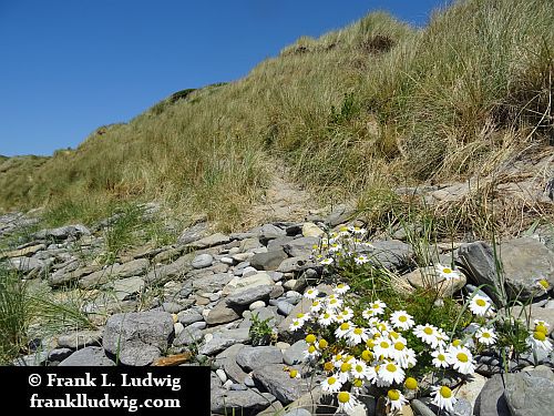 Streedagh Strand